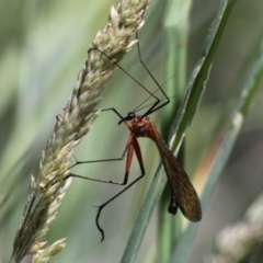 Harpobittacus australis (Hangingfly) at Namadgi National Park - 26 Dec 2014 by HarveyPerkins