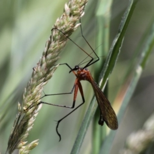 Harpobittacus australis at Rendezvous Creek, ACT - 26 Dec 2014 02:33 PM