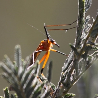 Harpobittacus australis (Hangingfly) at Namadgi National Park - 30 Dec 2015 by HarveyPerkins