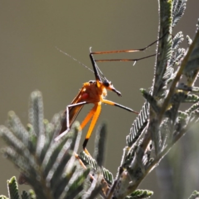 Harpobittacus australis (Hangingfly) at Mount Clear, ACT - 30 Dec 2015 by HarveyPerkins