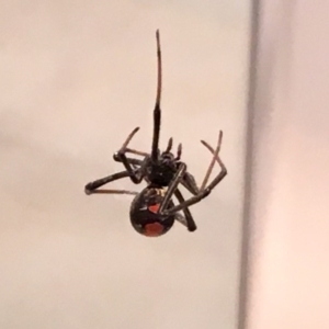 Latrodectus hasselti at Flynn, ACT - 13 Nov 2016 06:16 PM