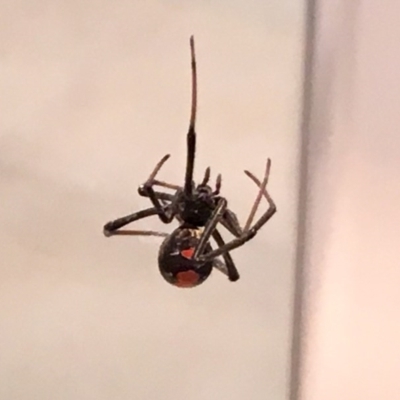 Latrodectus hasselti (Redback Spider) at Flynn, ACT - 13 Nov 2016 by DebM
