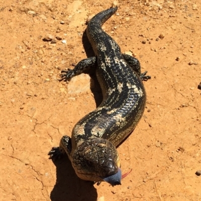 Tiliqua nigrolutea (Blotched Blue-tongue) at Bungendore, NSW - 13 Nov 2016 by yellowboxwoodland