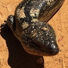 Tiliqua nigrolutea at Bungendore, NSW - 13 Nov 2016