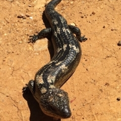 Tiliqua nigrolutea at Bungendore, NSW - 13 Nov 2016 06:26 PM