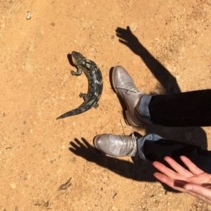 Tiliqua nigrolutea at Bungendore, NSW - 13 Nov 2016