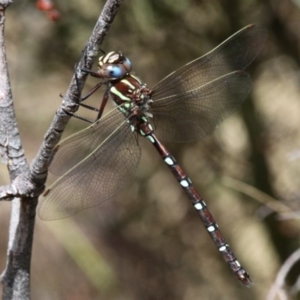 Austroaeschna pulchra at Cotter River, ACT - 17 Jan 2016