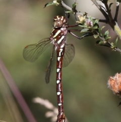 Austroaeschna pulchra at Cotter River, ACT - 17 Jan 2016 10:45 AM