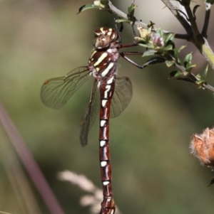 Austroaeschna pulchra at Cotter River, ACT - 17 Jan 2016