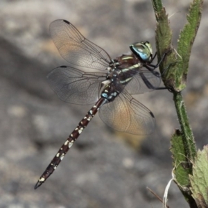 Adversaeschna brevistyla at Greenway, ACT - 6 Feb 2016 03:30 PM