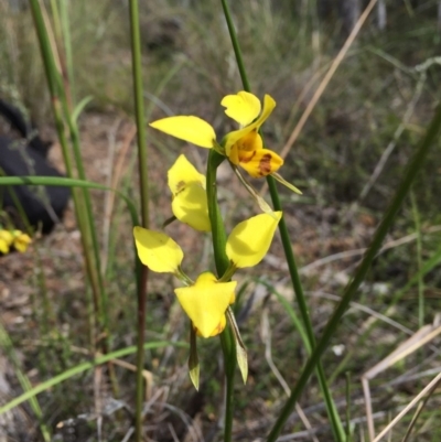 Diuris sulphurea (Tiger Orchid) at Canberra Central, ACT - 13 Nov 2016 by ibaird