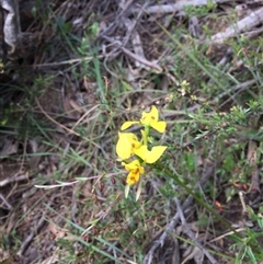 Diuris sulphurea at Point 76 - 13 Nov 2016