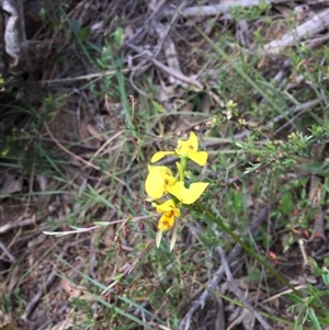 Diuris sulphurea at Undefined Area - suppressed