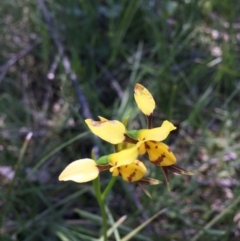 Diuris sulphurea (Tiger Orchid) at Canberra Central, ACT - 13 Nov 2016 by ibaird