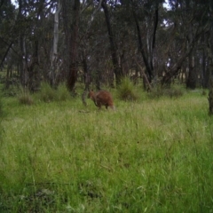 Notamacropus rufogriseus (Red-necked Wallaby) at Gungahlin, ACT - 13 Nov 2016 by MulligansFlat1