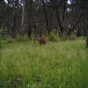 Notamacropus rufogriseus at Gungahlin, ACT - 13 Nov 2016