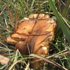 zz bolete at Black Mountain - 13 Nov 2016 by ibaird