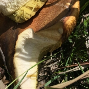 zz bolete at O'Connor, ACT - 13 Nov 2016