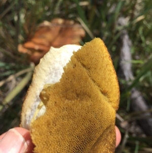 zz bolete at O'Connor, ACT - 13 Nov 2016