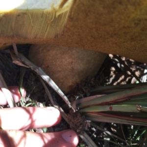 zz bolete at O'Connor, ACT - 13 Nov 2016