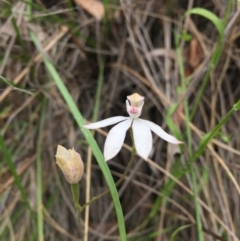 Caladenia moschata (Musky Caps) at Point 93 - 13 Nov 2016 by ibaird