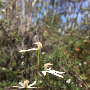 Caladenia cucullata at Point 93 - suppressed