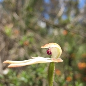 Caladenia cucullata at Point 93 - suppressed