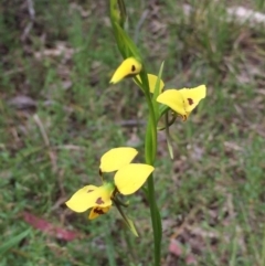 Diuris sulphurea (Tiger Orchid) at Point 93 - 13 Nov 2016 by ibaird