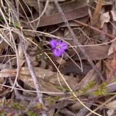 Thysanotus patersonii (Twining Fringe Lily) at Wanniassa Hill - 8 Nov 2016 by Mike