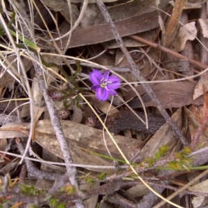 Thysanotus patersonii at Jerrabomberra, ACT - 9 Nov 2016 10:54 AM