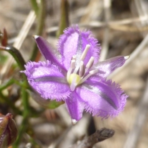 Thysanotus patersonii at Jerrabomberra, ACT - 9 Nov 2016 10:54 AM