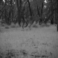 Macropus giganteus (Eastern Grey Kangaroo) at Mulligans Flat - 13 Nov 2016 by MulligansFlat1