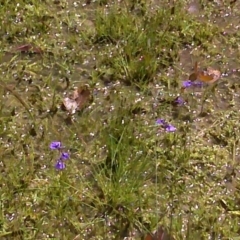 Utricularia dichotoma (Fairy Aprons, Purple Bladderwort) at Symonston, ACT - 13 Nov 2016 by Mike