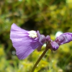 Utricularia dichotoma at Symonston, ACT - 13 Nov 2016