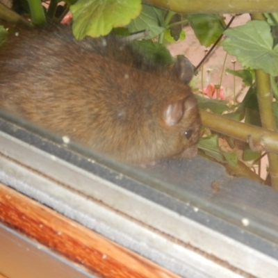 Rattus rattus (Black Rat) at Curtin, ACT - 13 Nov 2016 by MichaelMulvaney