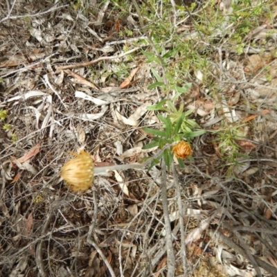 Coronidium oxylepis subsp. lanatum (Woolly Pointed Everlasting) at Aranda, ACT - 13 Nov 2016 by MichaelMulvaney