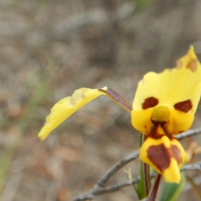 Diuris sulphurea (Tiger Orchid) at Point 63 - 13 Nov 2016 by MichaelMulvaney