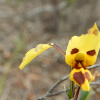 Diuris sulphurea (Tiger Orchid) at Aranda Bushland - 12 Nov 2016 by MichaelMulvaney