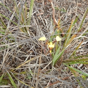 Diuris sulphurea at Point 63 - 13 Nov 2016