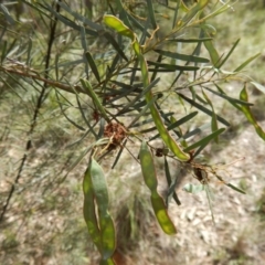 Acacia linifolia (White Wattle) at Belconnen, ACT - 12 Nov 2016 by MichaelMulvaney