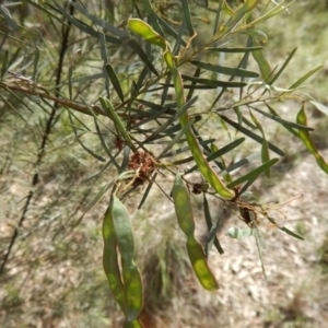 Acacia linifolia at Belconnen, ACT - 13 Nov 2016 10:49 AM