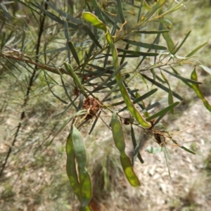 Acacia linifolia at Belconnen, ACT - 13 Nov 2016