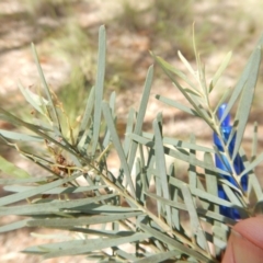 Acacia linifolia at Belconnen, ACT - 13 Nov 2016 10:49 AM