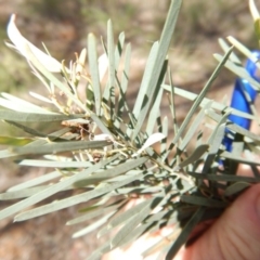 Acacia linifolia at Belconnen, ACT - 13 Nov 2016 10:49 AM