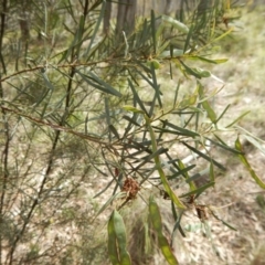 Acacia linifolia at Belconnen, ACT - 13 Nov 2016