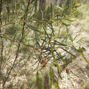 Acacia linifolia at Belconnen, ACT - 13 Nov 2016 10:49 AM