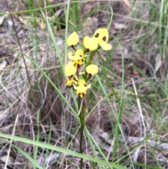 Diuris sulphurea (Tiger Orchid) at Gungahlin, ACT - 13 Nov 2016 by Fefifofum