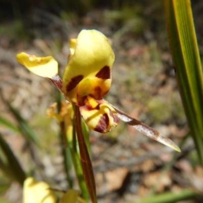 Diuris sulphurea (Tiger Orchid) at Aranda Bushland - 13 Nov 2016 by MichaelMulvaney