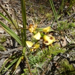 Diuris sulphurea at Belconnen, ACT - 13 Nov 2016