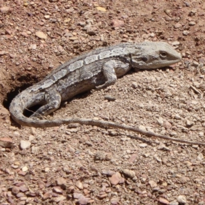 Amphibolurus muricatus (Jacky Lizard) at Gungahlin, ACT - 13 Nov 2016 by Fefifofum